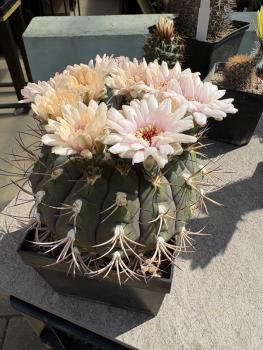 Gymnocalycium saglionis